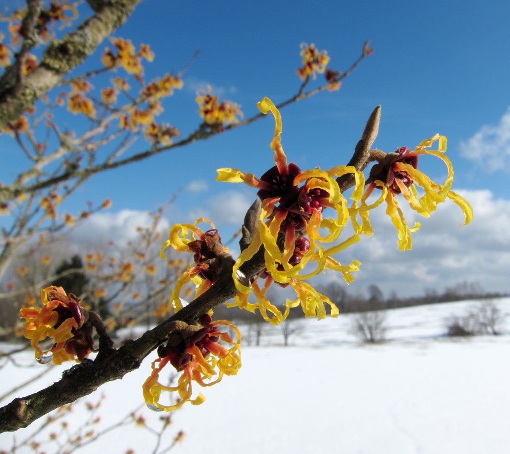 Designing for the Frost: Pollinator Plants That Look Beautiful Covered in Snow