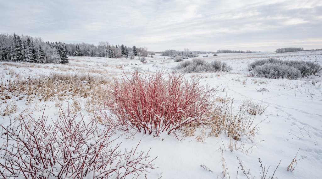 Red leafless bushes covered in snow in a snowy field with trees in the background