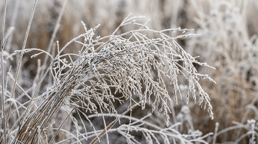 Grass blades coated with white frost ice crystals in winter